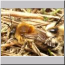 Colletes cunicularius - Seidenbiene 06.jpg